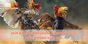 Xem Đá Gà Campuchia Hôm Nay Trực Tiếp Không Giật Lag 4 đá gà Campuchia